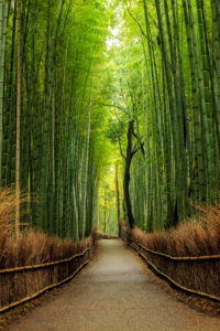 Path of Bamboo